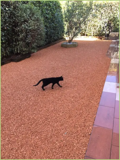 Votre chat peut l’utiliser